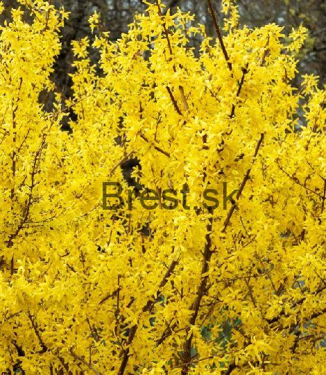 Zlatý dážď Minigold 9*9